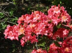 Rhododendron 'Rosennköpfchen'
