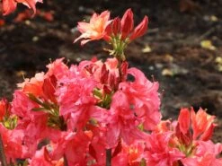 Rhododendron 'Rosennköpfchen' 8 Rhododendron 'Rosennköpfchen' -Günstiges Erd Seele Geschäft rhododendron rosennkoepfchen m096850 w 0