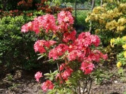 Rhododendron 'Rosennköpfchen' 9 Rhododendron 'Rosennköpfchen' -Günstiges Erd Seele Geschäft rhododendron rosennkoepfchen m096850 w 2