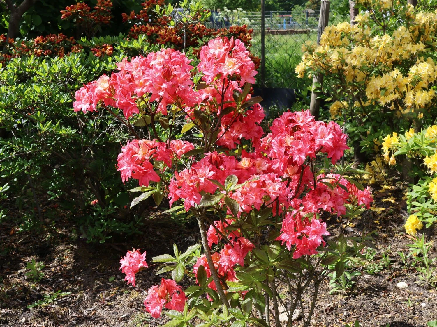 Rhododendron 'Rosennköpfchen' 6 Rhododendron 'Rosennköpfchen' – Bild 4
