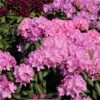Rhododendron 'Roseum Elegans' -Günstiges Erd Seele Geschäft rhododendron roseum elegans m002348 h 0