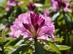 Rhododendron 'Roseum Elegans' -Günstiges Erd Seele Geschäft rhododendron roseum elegans m002348 w 2