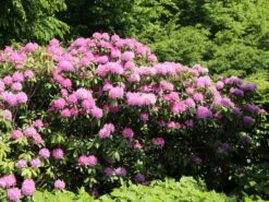Rhododendron 'Roseum Elegans' -Günstiges Erd Seele Geschäft rhododendron roseum elegans m002348 w 3