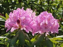 Rhododendron 'Roseum Elegans' -Günstiges Erd Seele Geschäft rhododendron roseum elegans m002348 w 5
