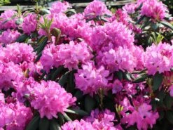 Rhododendron 'Roseum Pink'