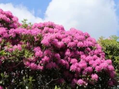Rhododendron 'Roseum Pink' -Günstiges Erd Seele Geschäft rhododendron roseum pink m009090 w 0