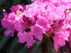 Rhododendron 'Roseum Pink' -Günstiges Erd Seele Geschäft rhododendron roseum pink m009090 w 1