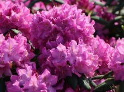 Rhododendron 'Roseum Pink' -Günstiges Erd Seele Geschäft rhododendron roseum pink m009090 w 3