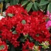 Rhododendron 'Rotkäppchen' 2 Rhododendron 'Rotkäppchen' -Günstiges Erd Seele Geschäft rhododendron rotkaeppchen m004228 h 0