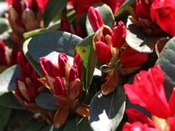 Rhododendron 'Rotkäppchen' 10 Rhododendron 'Rotkäppchen' -Günstiges Erd Seele Geschäft rhododendron rotkaeppchen m004228 w 0