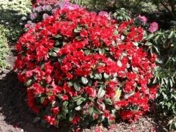 Rhododendron 'Rotkäppchen' 11 Rhododendron 'Rotkäppchen' -Günstiges Erd Seele Geschäft rhododendron rotkaeppchen m004228 w 1