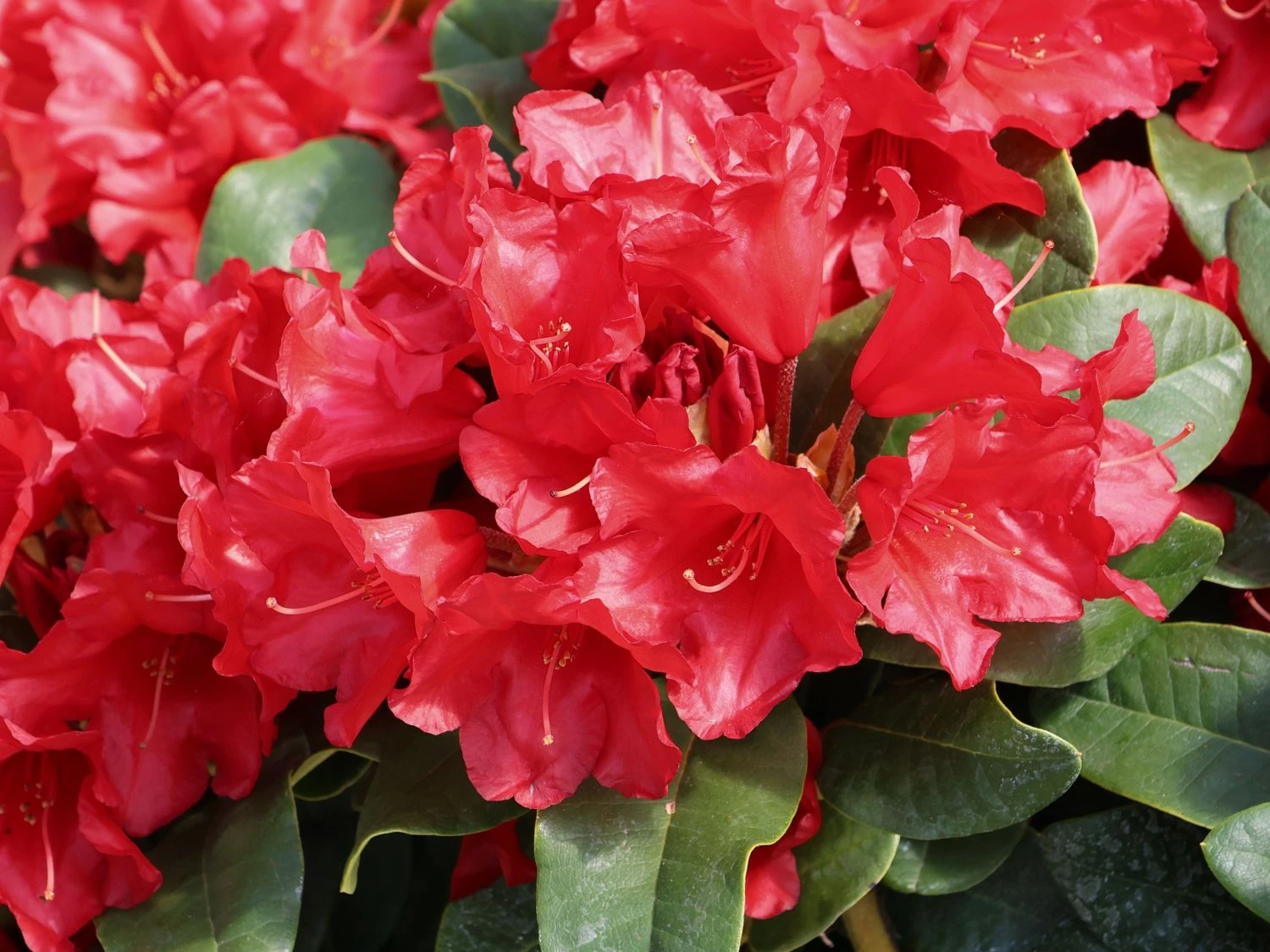 Rhododendron 'Rotkäppchen' 4 Rhododendron 'Rotkäppchen' – Bild 2