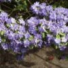 Rhododendron 'Saphirblau' 2 Rhododendron 'Saphirblau' -Günstiges Erd Seele Geschäft rhododendron saphirblau m004034 h 0