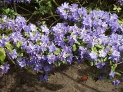 Rhododendron 'Saphirblau'
