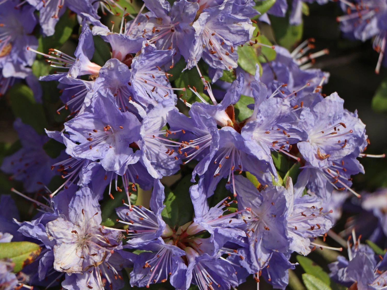 Rhododendron 'Saphirblau' 4 Rhododendron 'Saphirblau' – Bild 2