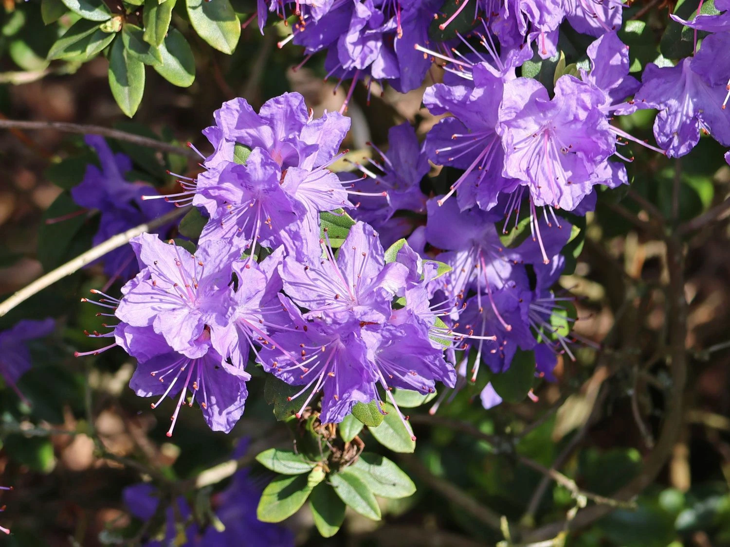 Rhododendron 'Saphirblau' 5 Rhododendron 'Saphirblau' – Bild 3