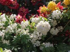 Rhododendron 'Schneeköpfchen' -Günstiges Erd Seele Geschäft rhododendron schneekoepfchen m096854 w 0