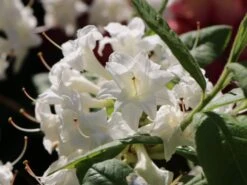 Rhododendron 'Schneeköpfchen' -Günstiges Erd Seele Geschäft rhododendron schneekoepfchen m096854 w 1