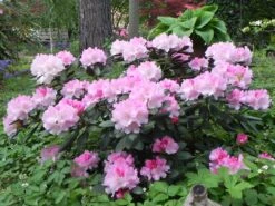 Rhododendron 'Schneekrone' 19 Rhododendron 'Schneekrone' -Günstiges Erd Seele Geschäft rhododendron schneekrone m002376 1098677 0