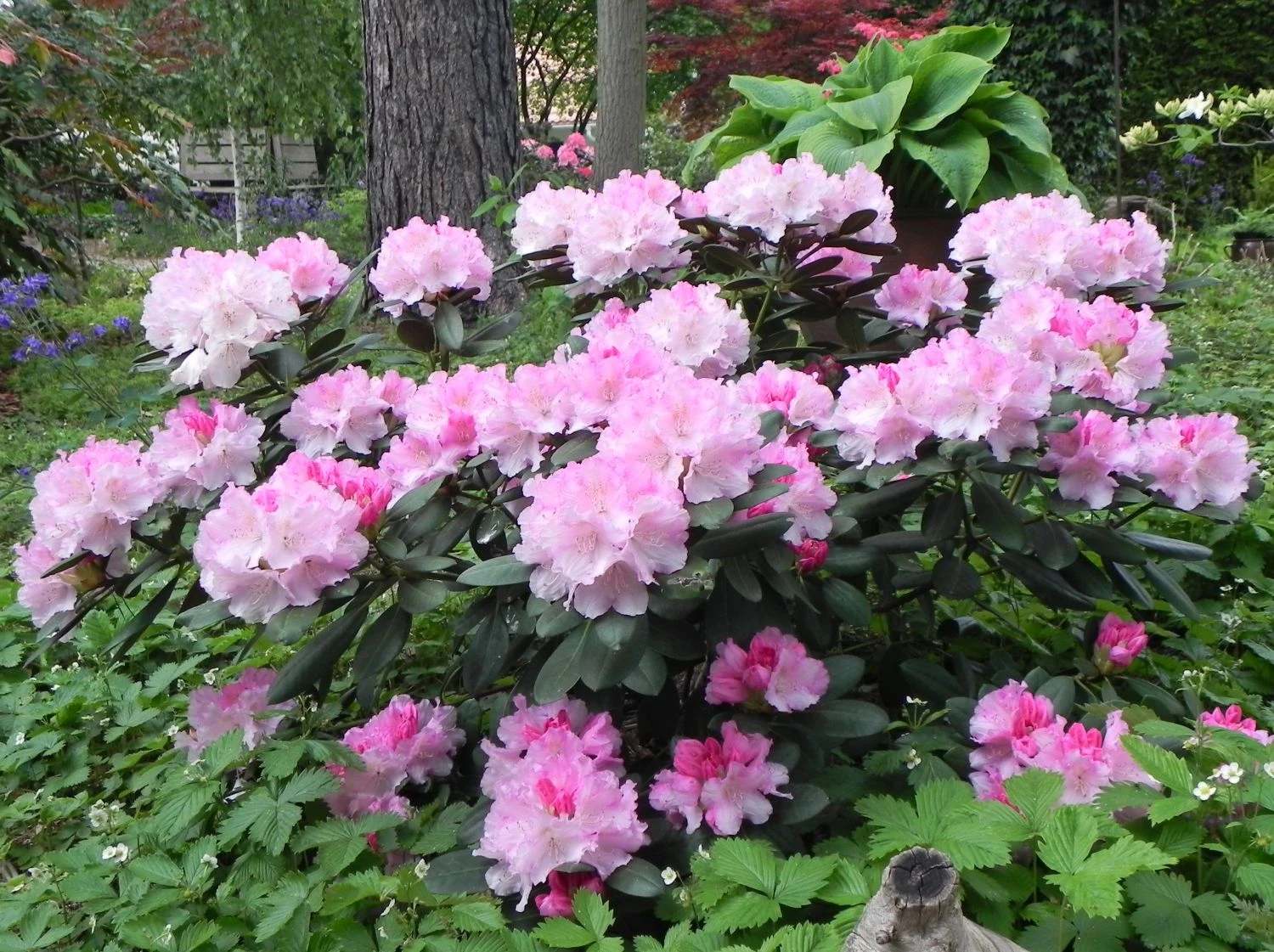 Rhododendron 'Schneekrone' 11 Rhododendron 'Schneekrone' – Bild 9