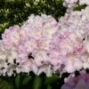 Rhododendron 'Schneekrone' -Günstiges Erd Seele Geschäft rhododendron schneekrone m002376 h 0
