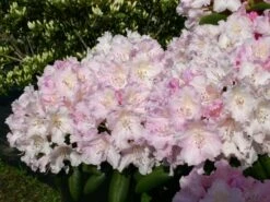 Rhododendron 'Schneekrone'