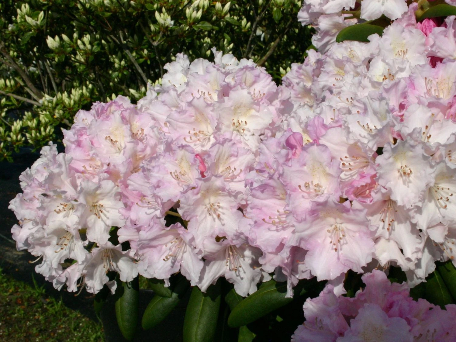 Rhododendron 'Schneekrone' 3 Rhododendron 'Schneekrone'