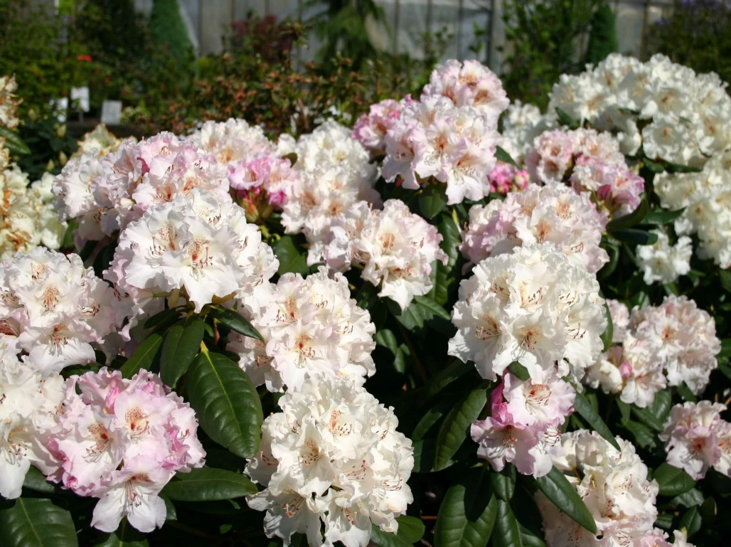 Rhododendron 'Schneekrone' 6 Rhododendron 'Schneekrone' – Bild 4