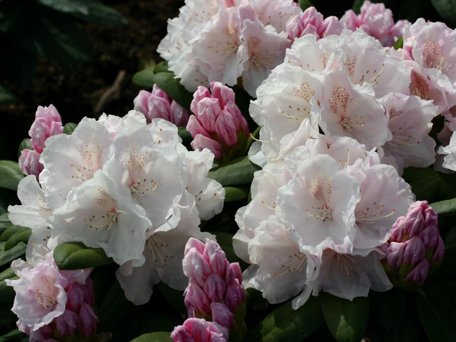 Rhododendron 'Schneekrone' 5 Rhododendron 'Schneekrone' – Bild 3
