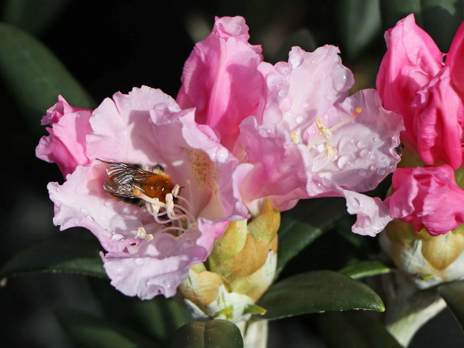 Rhododendron 'Schneekrone' 8 Rhododendron 'Schneekrone' – Bild 6