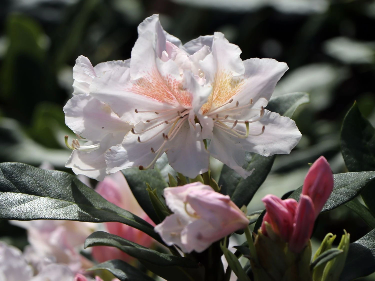 Rhododendron 'Schneekrone' 7 Rhododendron 'Schneekrone' – Bild 5