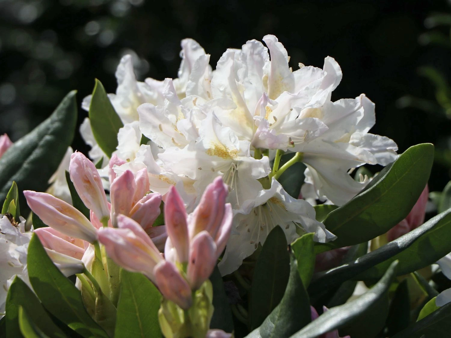 Rhododendron 'Schneekrone' 9 Rhododendron 'Schneekrone' – Bild 7