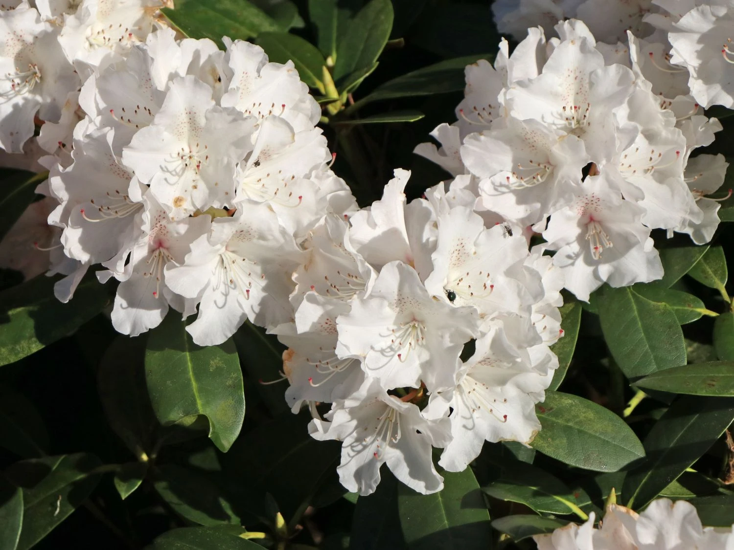 Rhododendron 'Schneekrone' 4 Rhododendron 'Schneekrone' – Bild 2