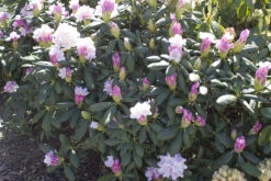 Rhododendron 'Schneewolke' 5 Rhododendron 'Schneewolke' -Günstiges Erd Seele Geschäft rhododendron schneewolke m004012 w 0