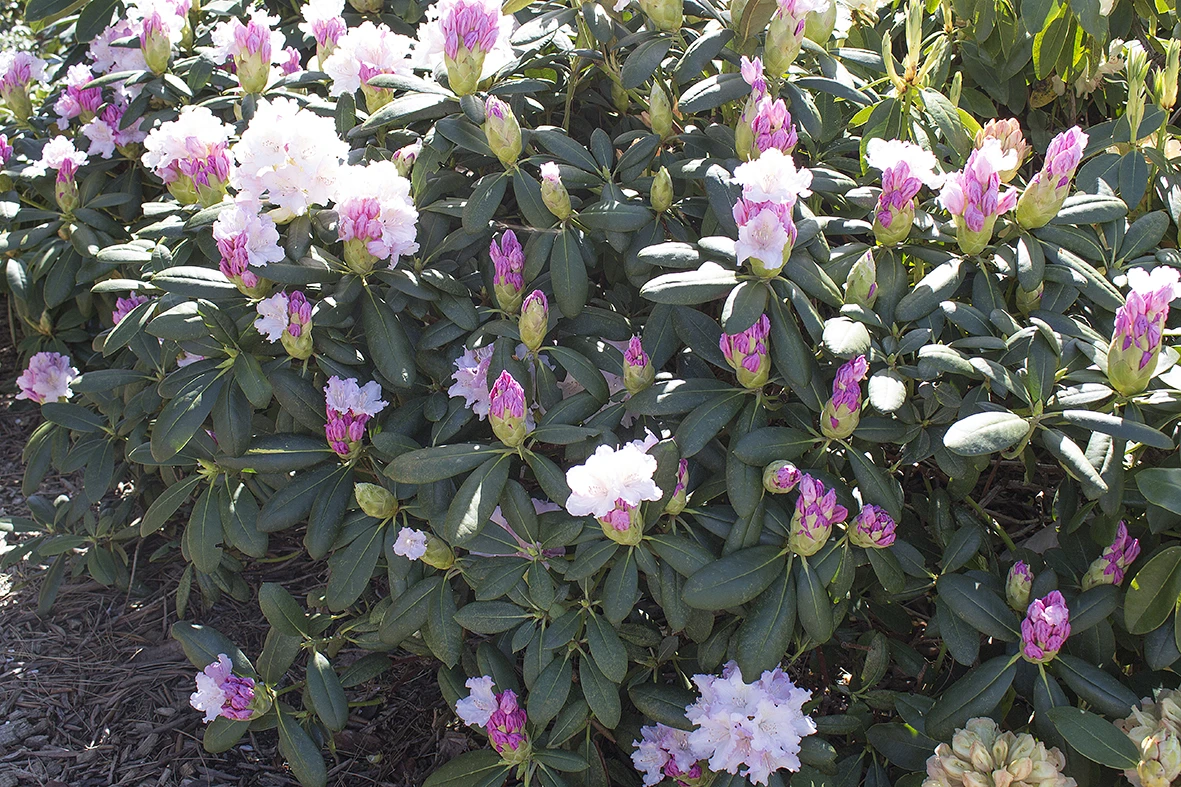 Rhododendron 'Schneewolke' 4 Rhododendron 'Schneewolke' – Bild 2