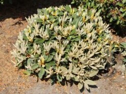 Rhododendron 'Silbervelours' -Günstiges Erd Seele Geschäft rhododendron silbervelours m004208 w 0