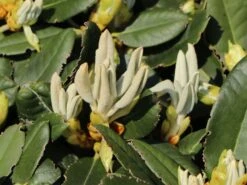 Rhododendron 'Silbervelours' -Günstiges Erd Seele Geschäft rhododendron silbervelours m004208 w 1