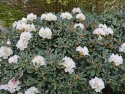 Rhododendron 'Silbervelours' -Günstiges Erd Seele Geschäft rhododendron silbervelours m004208 w 2