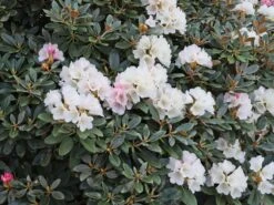 Rhododendron 'Silbervelours' -Günstiges Erd Seele Geschäft rhododendron silbervelours m004208 w 3