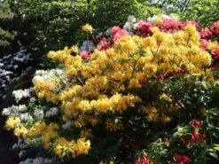 Rhododendron 'Sonnenköpfchen' -Günstiges Erd Seele Geschäft rhododendron sonnenkoepfchen m096857 w 0