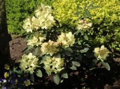 Rhododendron 'Stadt Westerstede' 8 Rhododendron 'Stadt Westerstede' -Günstiges Erd Seele Geschäft rhododendron stadt westerstede m005002 w 0