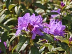 Rhododendron 'Statuette'