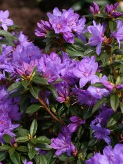 Rhododendron 'Statuette' -Günstiges Erd Seele Geschäft rhododendron statuette m004036 w 0