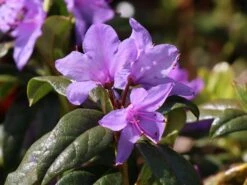 Rhododendron 'Statuette' -Günstiges Erd Seele Geschäft rhododendron statuette m004036 w 2