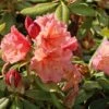 Rhododendron 'Sun Glory' -Günstiges Erd Seele Geschäft rhododendron sun glory m120589 h 0