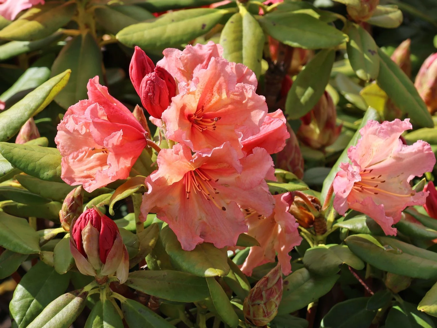 Rhododendron 'Sun Glory' 3 Rhododendron 'Sun Glory'