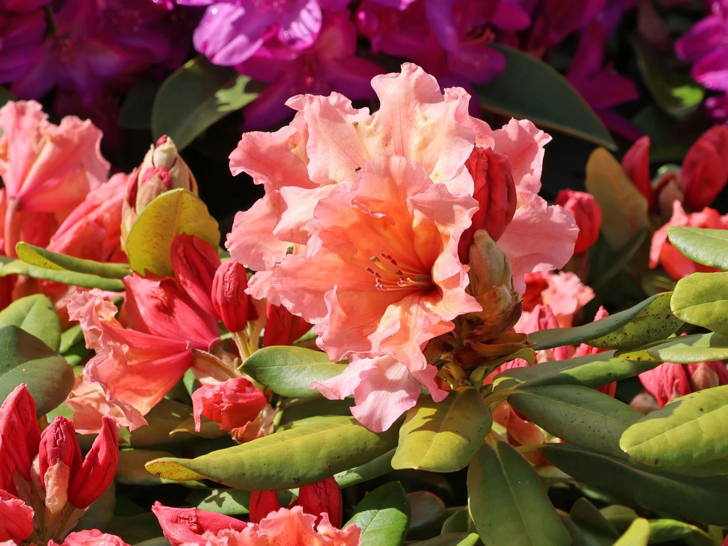 Rhododendron 'Sun Glory' 4 Rhododendron 'Sun Glory' – Bild 2