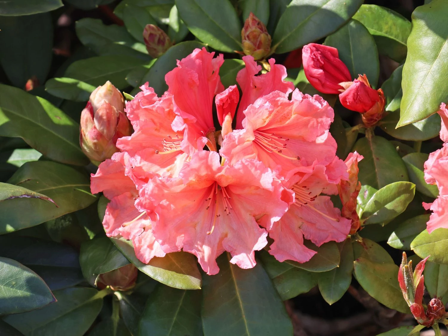 Rhododendron 'Sun Glory' 5 Rhododendron 'Sun Glory' – Bild 3