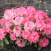 Rhododendron 'Tina Heinje' -Günstiges Erd Seele Geschäft rhododendron tina heinje m005026 h 0