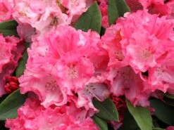 Rhododendron 'Tina Heinje' -Günstiges Erd Seele Geschäft rhododendron tina heinje m005026 w 0